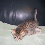 Horus Bronze Egyptian Mau male DOB 3-23-13