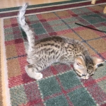 Horus Bronze Egyptian Mau male DOB 3-23-13