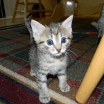 Horus Bronze Egyptian Mau male DOB 3-23-13