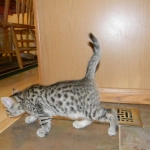 Horus Bronze Egyptian Mau male DOB 3-23-13