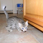 Horus Bronze Egyptian Mau male DOB 3-23-13