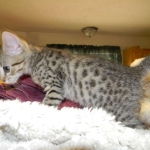 Horus Bronze Egyptian Mau male DOB 3-23-13