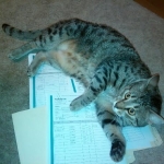 Horus Bronze Egyptian Mau male DOB 3-23-13