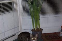 Lotus Egyptian Mau Bronze Female  DOB 3-23-13