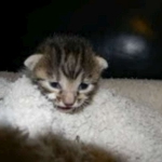 Lotus Bronze Egyptian Mau Female DOB 3-23-13