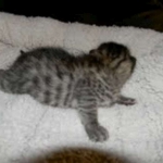 Lotus Bronze Egyptian Mau Female DOB 3-23-13