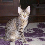 Lotus Bronze Egyptian Mau Female DOB 3-23-13