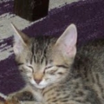 Lotus Bronze Egyptian Mau Female DOB 3-23-13