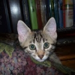 Lotus Bronze Egyptian Mau Female DOB 3-23-13