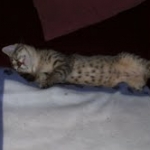 Lotus Bronze Egyptian Mau Female DOB 3-23-13