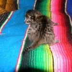Lotus Egyptian Mau Bronze Female DOB 3-23-13