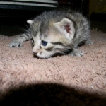 Lotus Bronze Egyptian Mau Female DOB 3-23-13