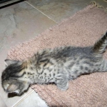 Lotus Bronze Egyptian Mau Female DOB 3-23-13