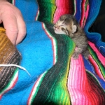 Lotus Egyptian Mau Bronze Female DOB 3-23-13