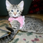 Lotus Bronze Egyptian Mau Female DOB 3-23-13