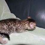Lotus Bronze Egyptian Mau Female DOB 3-23-13