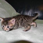 Lotus Bronze Egyptian Mau Female DOB 3-23-13