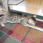 Lotus Bronze Egyptian Mau Female DOB 3-23-13