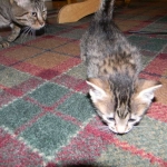 Lotus Bronze Egyptian Mau Female DOB 3-23-13