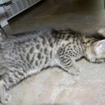 Lotus Bronze Egyptian Mau Female DOB 3-23-13