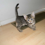 Lotus Bronze Egyptian Mau Female DOB 3-23-13