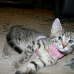 Lotus Bronze Egyptian Mau Female DOB 3-23-13