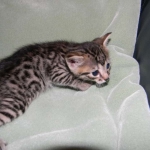 Tut Bronze Egyptian Mau Male DOB 3-23-13