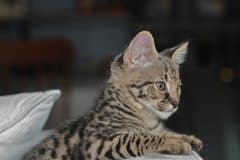 Luxor - Silver Egyptian Mau Male  DOB 3-12-12