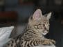 Luxor - Silver Egyptian Mau Male  DOB 3-12-12