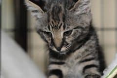 Hobbes - F-1 Savannah Male  DOB 4-29-11