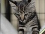 Hobbes - F-1 Savannah Male  DOB 4-29-11