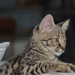 Hobbes - F-1 Savannah Male DOB 4-29-11