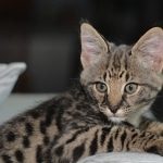 Hobbes - F-1 Savannah Male DOB 4-29-11