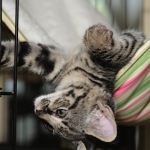 Hobbes Just Hangin' out