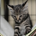 Hobbes - F-1 Savannah Male DOB 4-29-12