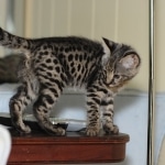Hobbes - F-1 Savannah Male DOB 4-29-11