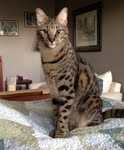 Hobbes F-1 Savannah Male DOB 4-29-11