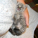 Hobbes - F-1 Savannah Male DOB 4-29-12