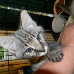 Hobbes - F-1 Savannah Male DOB 4-29-12