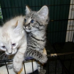 Hobbes - F-1 Savannah Male DOB 4-29-12