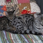 Hobbes - F-1 Savannah Male DOB 4-29-11