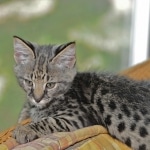 Hobbes - F-1 Savannah Male DOB 4-29-11