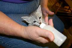 Snowy - Silver Female Egyptian Mau  DOB 6-17-11