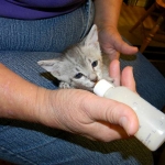 Snowy - Silver Egyptian Mau  DOB 6-17-11