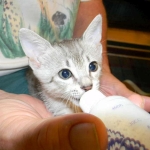 Snowy - Silver Egyptian Mau  DOB 6-17-11