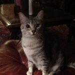 Snowy - Silver Egyptian Mau  DOB 6-17-11