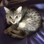 Snowy - Silver Egyptian Mau  DOB 6-17-11