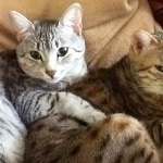 Snowy - Silver Egyptian Mau  DOB 6-17-11