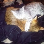 Snowy - Silver Egyptian Mau  DOB 6-17-11