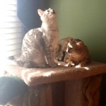 Snowy - Silver Egyptian Mau  DOB 6-17-11